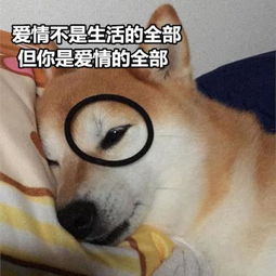  可爱逗比的汪星人表情包头像都微信头像我要个性网