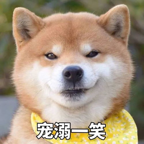 咩咩图片头像
