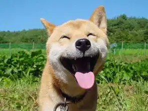  北登柴犬温馨表情包