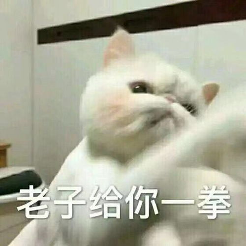 斗图照片大全表情包表情