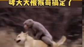  空姐被大叔搞蒙了