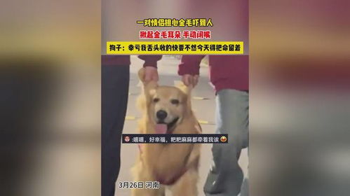 一对情侣担心金毛吓到人,揪起金毛耳朵手动闭嘴,狗子幸亏我舌头收的快要不然今天得把命留着