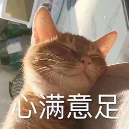 小猫咪教你做人表情你可拉倒吧,不把我放在第1位,就拜拜