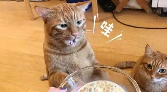  流浪橘猫来到路边摊,竟主动上桌点菜,猫咪铲屎官赊账