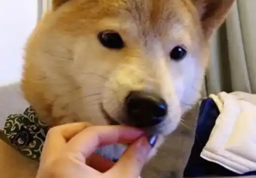  狗不愿意吃东西怎么办