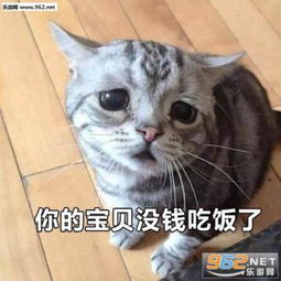 委屈猫表情包大全表情包