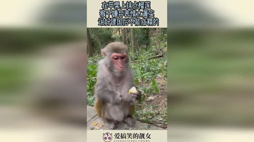  在苹果上抹点榴莲,猴子嫌弃表情太真实,说好建国后不能成精的