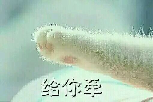  两只猫牵手成功表情包