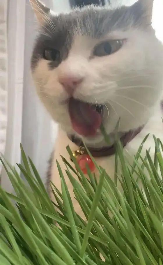  主人录下猫吃猫草的瞬间,这表情好狰狞啊