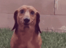 宠物表情包gifgif
