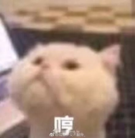  太喜欢沙雕猫狗表情包了,疯狂收图