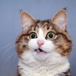 猫咪恶搞表情包头像