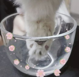 猫爪爪表情包猫爪爪微信表情包猫爪爪qq表情包发表情fabiaoqing.com