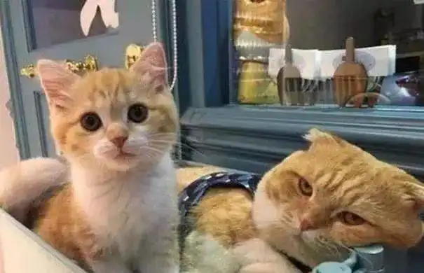  小猫对猫爸又亲又咬,猫爸一脸冷漠笑抽