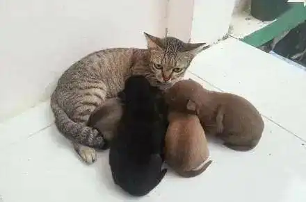  狗妈生了一窝小狗,小奶狗们却都跑到公猫那吃奶,猫咪的表情亮