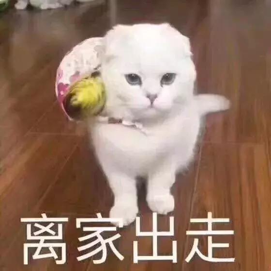 给你发来了一组喵咪表情包,快码