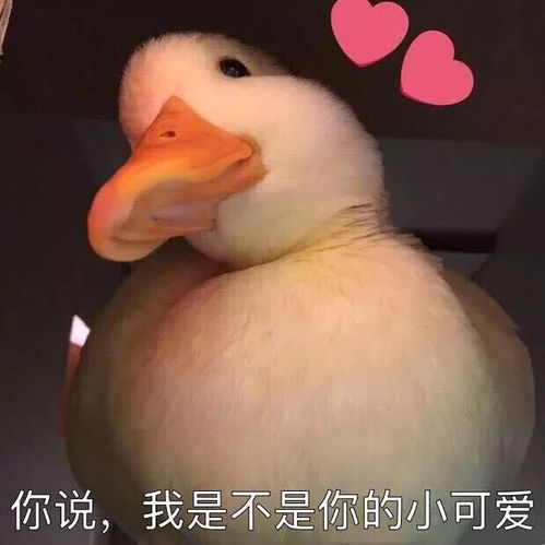  网红机免费玩礼品赢到就拿走