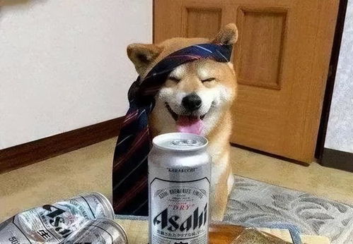  和狗结拜和狗吵架人类醉酒行为大赏
