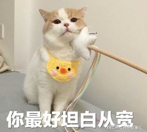  猫咪在挨打时,为何不敢反抗知道真相的我眼泪掉下来