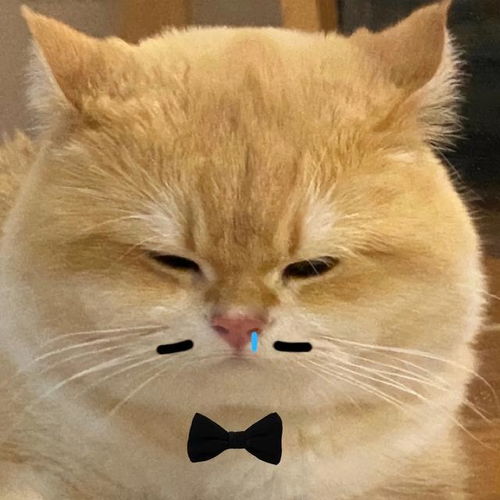  可爱猫咪表情包