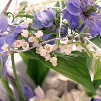  微信头像花朵,室内花卉植物图片大全