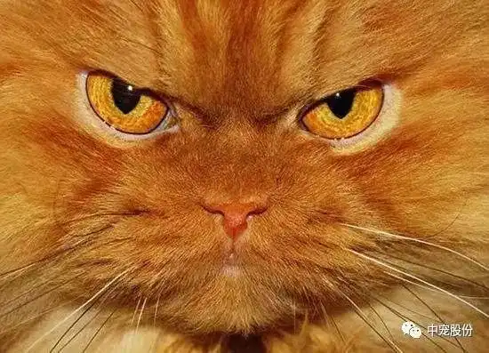  为啥没有老鼠味的猫粮