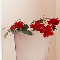  微信头像花朵,室内花卉植物图片大全