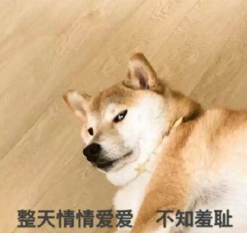  表情包你不傻,只是智商长得有点慢