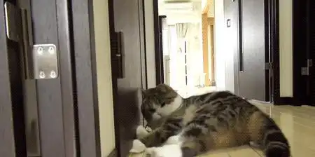  一只猫对你翻肚皮就代表爱你大错特错,还有这些含义