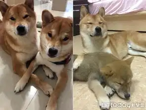  吃货柴偷嗑猫饲料被抓挫一大下秒冲艺人爸怀里求饶