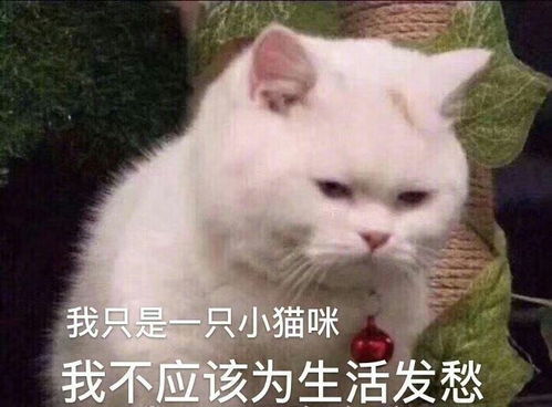  因为接受了调剂拟录取,想要二战了,给姐妹们说说...