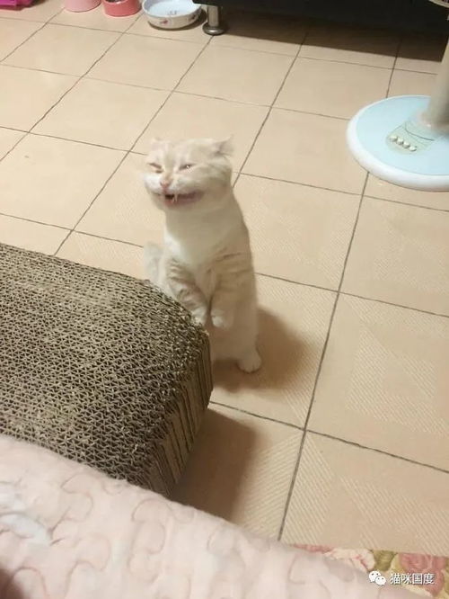  听说要洗澡,猫露出了诡异的表情