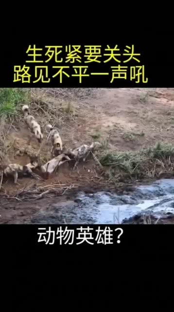 小鹿乱撞表情包粪坑