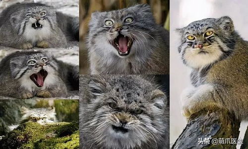  猫中炸毛精,行走表情包,这种猫是