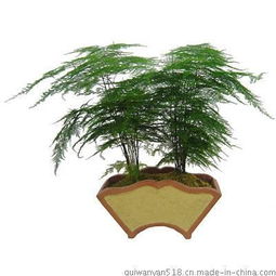  提供武汉一方绿花卉yfl1植物租摆图片,提供武汉一方绿花卉yfl1植物租摆高清图片武汉市江岸区一方绿花卉园艺经营部,中国制造网