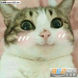  敲可爱表情包带字系列猫猫敲可爱表情包下载乐游网游戏下载
