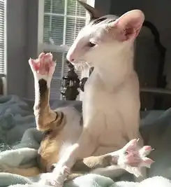 他说他家的猫丑的简直魔性...我本来做好了心里准备,看到照片的一瞬间还是憋不住了...