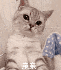  猫咪gif表情包合集你很拽哦