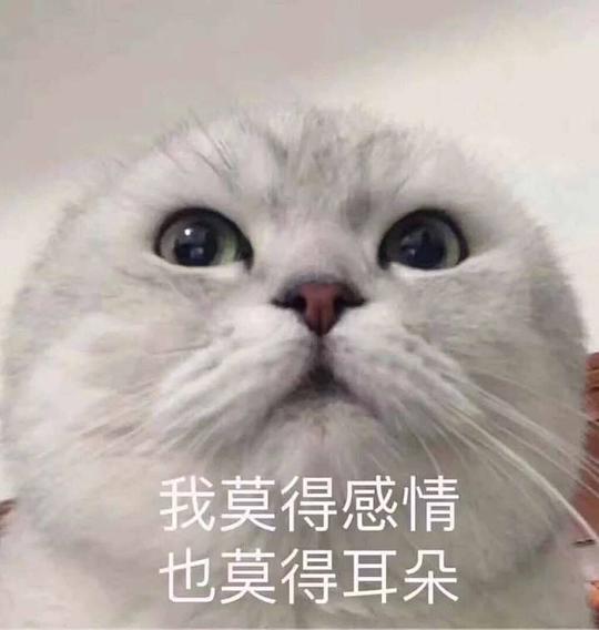  玫瑰沾白糖的相册天使猫猫的表情包