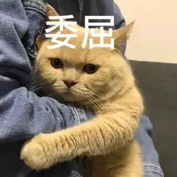  求一张猫被抱走,缺挣扎的图片,做表情包用