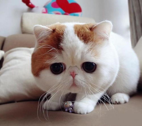  猫咪到底能不能喝牛奶
