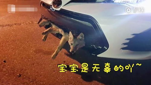  草原狼遇车祸被卡汽车保险杠里表情一脸无辜