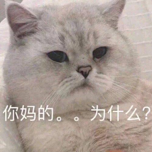 vibing猫表情包啊朋友再