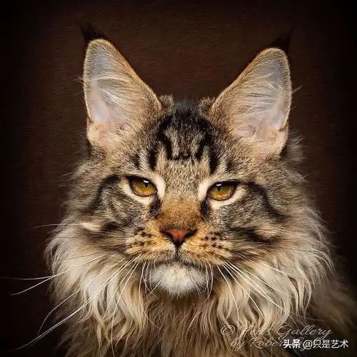  超帅气的缅因猫,看一眼就难忘