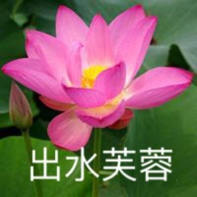  微信头像图片2020荷花带字系列荷花带字微信头像高清大全集