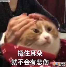  本群最弱玩家登场表情包图片闭嘴你这只山猪表情包下载乐游网游戏下载