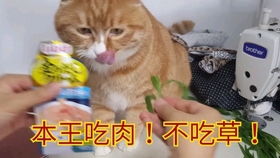  只要逗猫棒够快,橘猫就抓不住