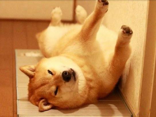  卖萌柴犬有一张丰富表情的脸.......