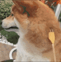 柴犬图片表情包gif被窝