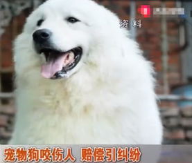  女子被狗咬伤,要求狗主人养自己到60岁,女得了狂犬病怎么办